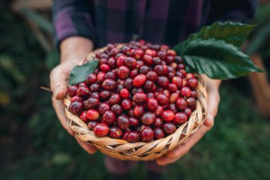 Çiftçinin elinde taze kahve çekirdeği sepeti var.