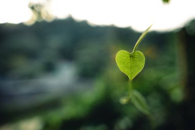 Doğada yeşil kalp yaprağı