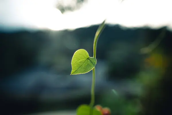 Green heart leaf in nature background