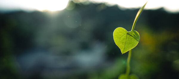Green heart leaf in nature background