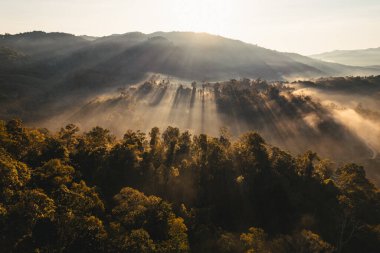 Yazın dağlarda sisli gün doğumu, ormanda gün doğumu ve sabah sisi.