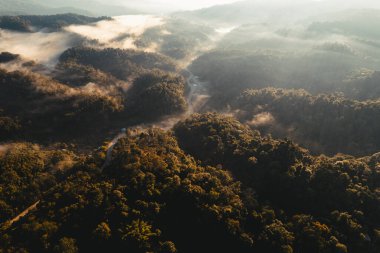 Yazın dağlarda sisli gün doğumu, ormanda gün doğumu ve sabah sisi.