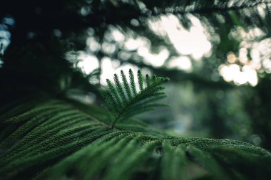 Koyu yeşil çam yaprakları sabah