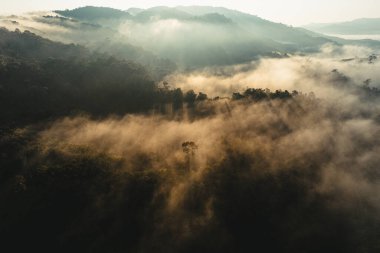 Yazın dağlarda sisli gün doğumu, ormanda gün doğumu ve sabah sisi.