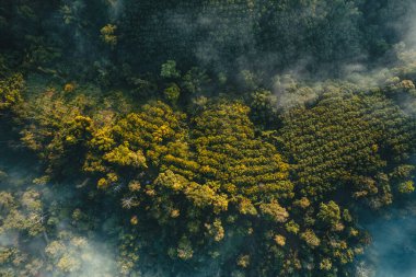 Yazın dağlarda sisli gün doğumu, ormanda gün doğumu ve sabah sisi.