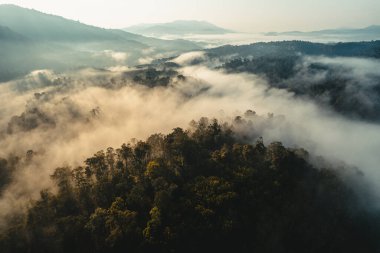 Yazın dağlarda sisli gün doğumu, ormanda gün doğumu ve sabah sisi.