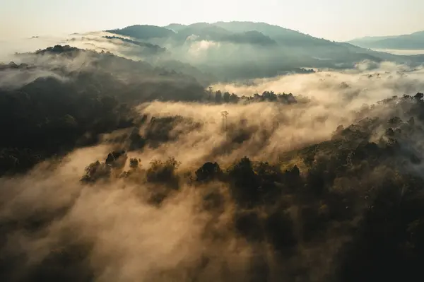 Yazın Dağlarda Sisli Gün Doğumu Ormanda Gün Doğumu Sabah Sisi Telifsiz Stok Imajlar