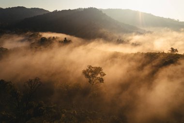 İlkbahardan önce ormanda sabah sisi, sis ve bir İHA 'nın sabah ışığı.