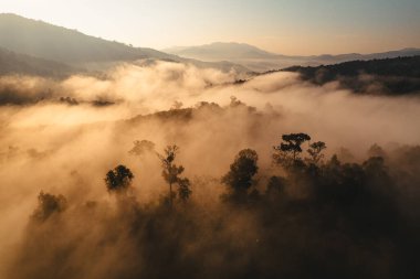 İlkbahardan önce ormanda sabah sisi, sis ve bir İHA 'nın sabah ışığı.