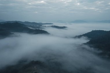 İlkbahardan önce ormanda sabah sisi, sis ve bir İHA 'nın sabah ışığı.