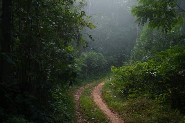 Ormandaki yol ve ağaçlar, sabahın erken saatlerinde ve sabah ışığında