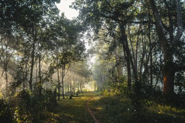 Ormandaki yol ve ağaçlar, sabahın erken saatlerinde ve sabah ışığında