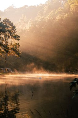 Sabahları gölde çam ağaçları, parktaki çam ağaçları ve kamp alanı, sabah suyun üzerindeki altın ışık ve sis.