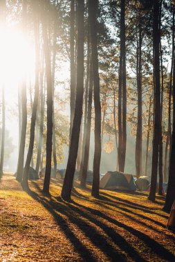 Sabahları gölde çam ağaçları, parktaki çam ağaçları ve kamp alanı, sabah suyun üzerindeki altın ışık ve sis.