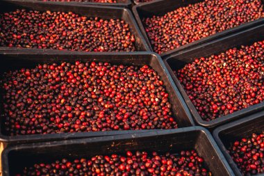 Kurutma sepetinde çiğ kırmızı kahve çekirdekleri.