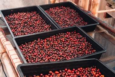 Kurutma sepetinde çiğ kırmızı kahve çekirdekleri.