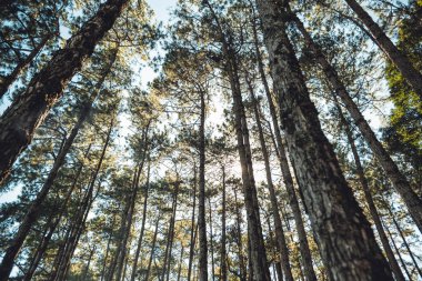 Bir bahar akşamında çam ormanında ışık parlar. Akşam ormanında.