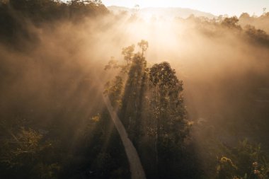 Ormanın ve dağın sisli manzarası, sislerin manzarası ve yazın dağlı sabah ışığı.