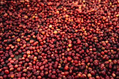 Kırmızı vişneli kahve çekirdekleri kaliteli bir içecek yapmak için bir serada kurutuluyor.