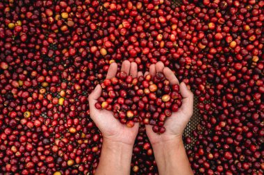 Elindeki kırmızı vişneli kahve çekirdeği iyi bir içecek yapmak için kahve çekirdeklerini denetliyor.