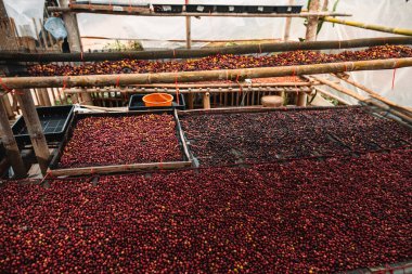 Kırmızı vişneli kahve çekirdekleri kaliteli bir içecek yapmak için bir serada kurutuluyor.