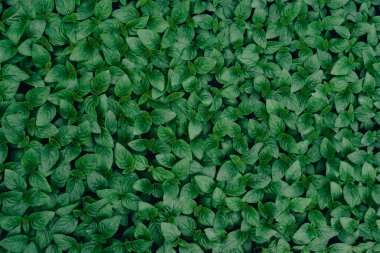 tropikal yaprak dokusu ve koyu yaprak arkaplanı