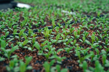 Seradaki tarım alanındaki genç ağaçlar