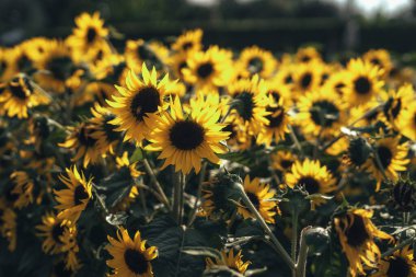 Ayçiçeği tarlasında yaz gündoğumu