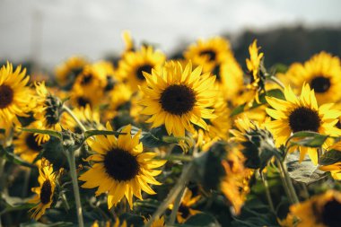 Ayçiçeği tarlasında yaz gündoğumu