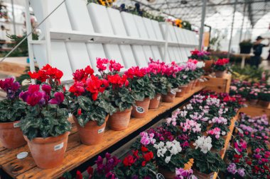 Seralarda satılık saksılarda çiçekler