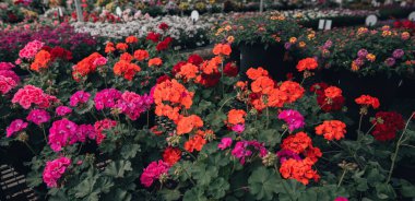 pembe ve turuncu çiçek deseni