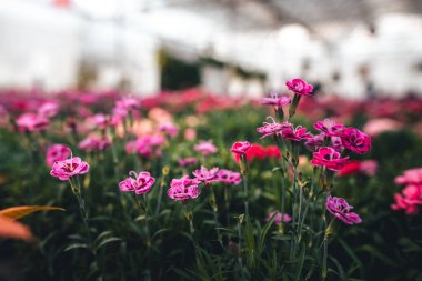 Serada çiçekler açıyor..