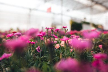 Serada çiçekler açıyor..