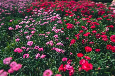 Serada çiçekler açıyor..