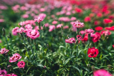 Serada çiçekler açıyor..