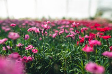 Serada çiçekler açıyor..