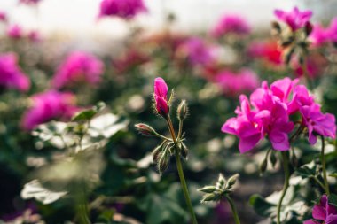Seradaki güzel, parlak renkli çiçeklerin mahsulleri..