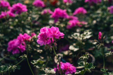 Seradaki güzel, parlak renkli çiçeklerin mahsulleri..