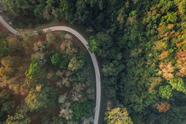 Yazın yol ve ağaçlar yukarıdan