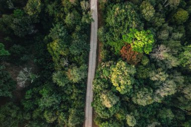 Yazın yol ve ağaçlar yukarıdan