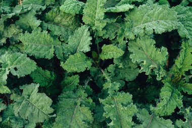 Yeşil sebze. Yeşil sebze yapraklarının geçmişi ve detayları.