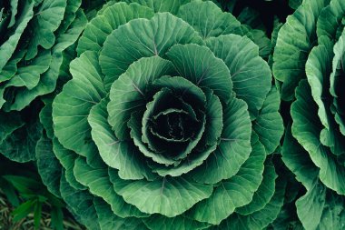 Yeşil sebze. Yeşil sebze yapraklarının geçmişi ve detayları.