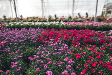 Serada büyüyen çiçekler ve bitkiler, bitkilerin fidanlığında yetişen renkli çiçekler.