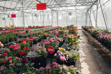 Serada büyüyen çiçekler ve bitkiler, bitkilerin fidanlığında yetişen renkli çiçekler.