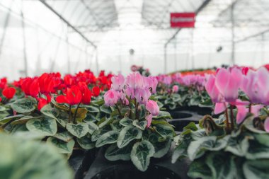 Serada büyüyen çiçekler ve bitkiler, bitkilerin fidanlığında yetişen renkli çiçekler.