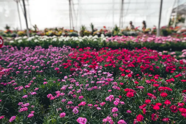 Serada büyüyen çiçekler ve bitkiler, bitkilerin fidanlığında yetişen renkli çiçekler.