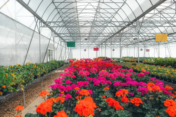 Serada büyüyen çiçekler ve bitkiler, bitkilerin fidanlığında yetişen renkli çiçekler.