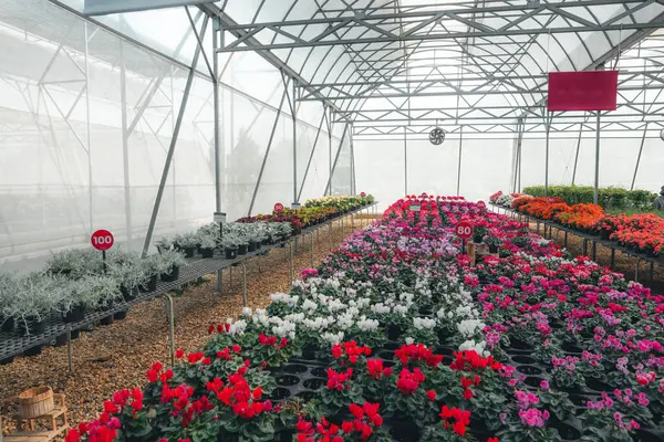 Serada büyüyen çiçekler ve bitkiler, bitkilerin fidanlığında yetişen renkli çiçekler.