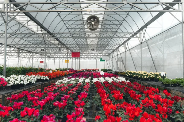 Serada büyüyen çiçekler ve bitkiler, bitkilerin fidanlığında yetişen renkli çiçekler.