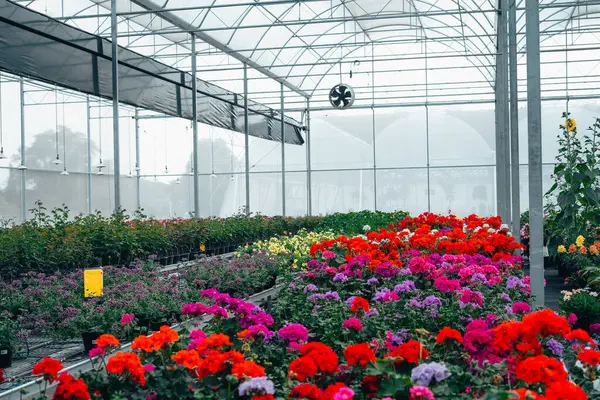 Serada büyüyen çiçekler ve bitkiler, bitkilerin fidanlığında yetişen renkli çiçekler.